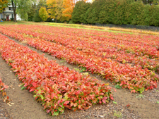Picture of red oak seedlings at the tree nursery prior to harvest.